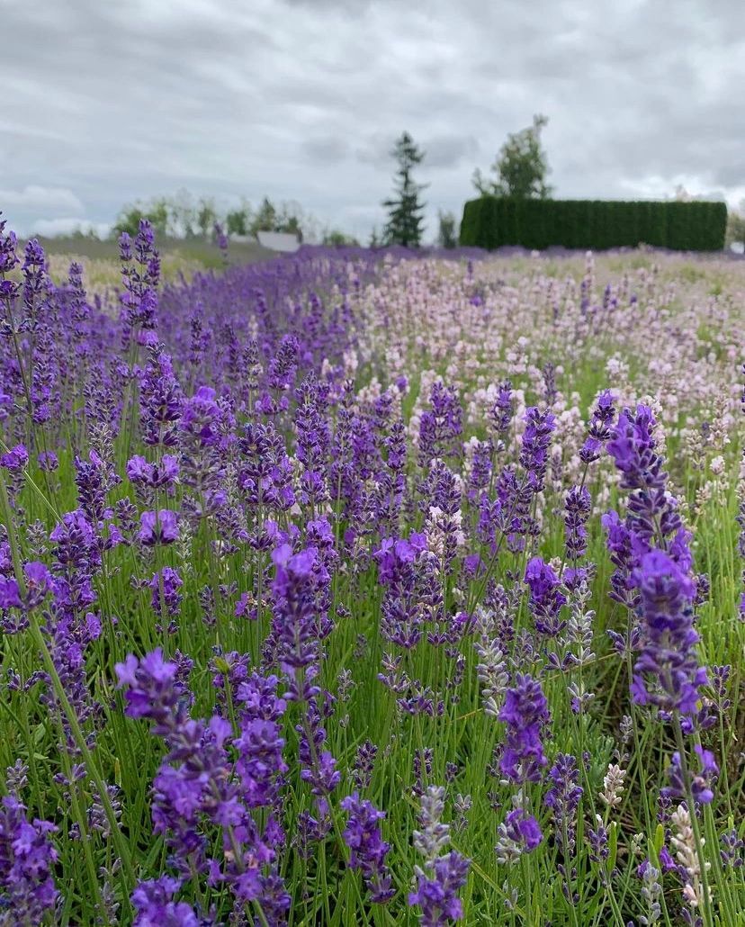 Full Bloom Lavender Lavender Farm Vancouver, British Columbia